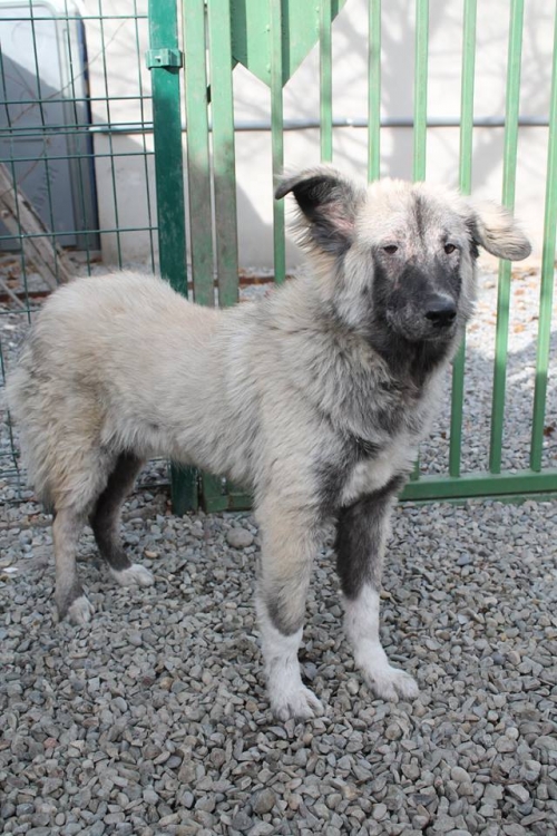 მეტისი ჯესი