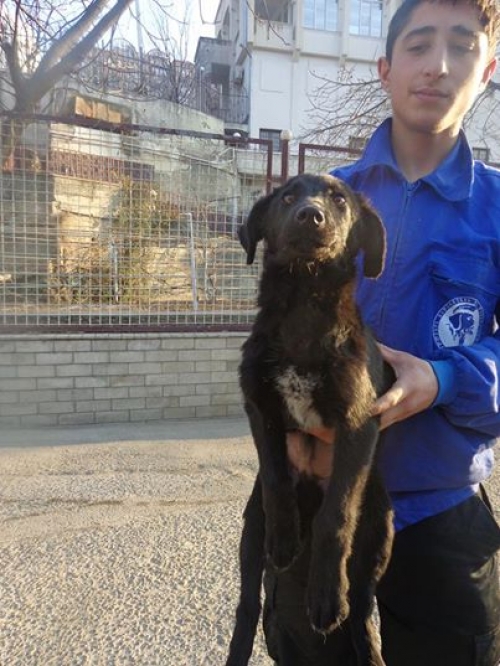 მეტისი უსახელო