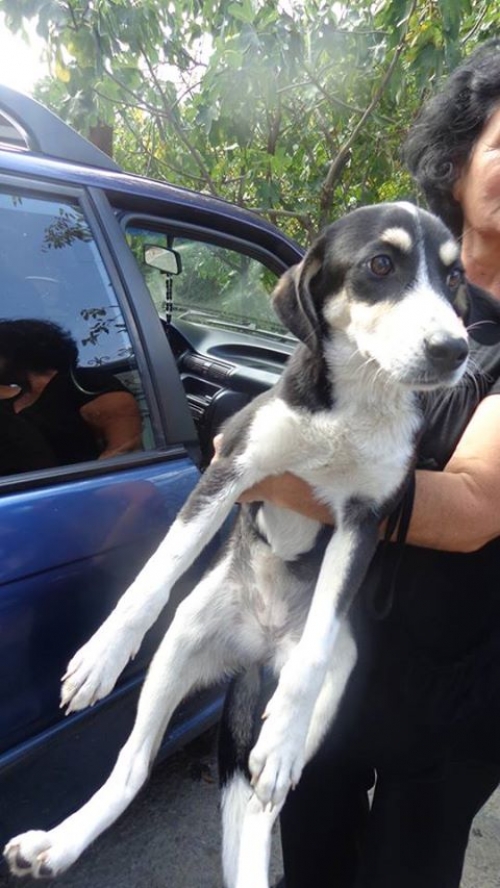 მეტისი უსახელო