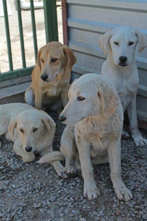 მეტისი უსახელო