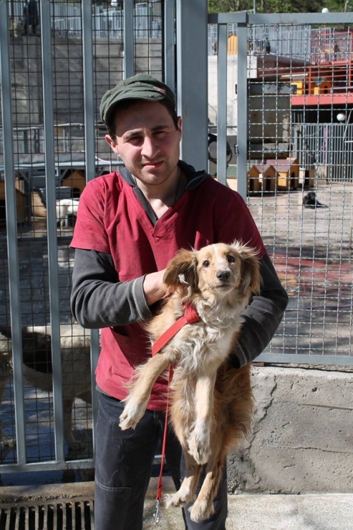 კოკერსპანელის მეტისი ლულუ