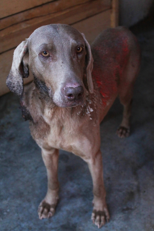 ვეიმარანერი უსახელო
