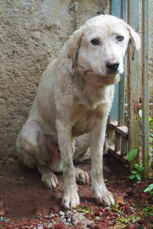 მეტისი უსახელო