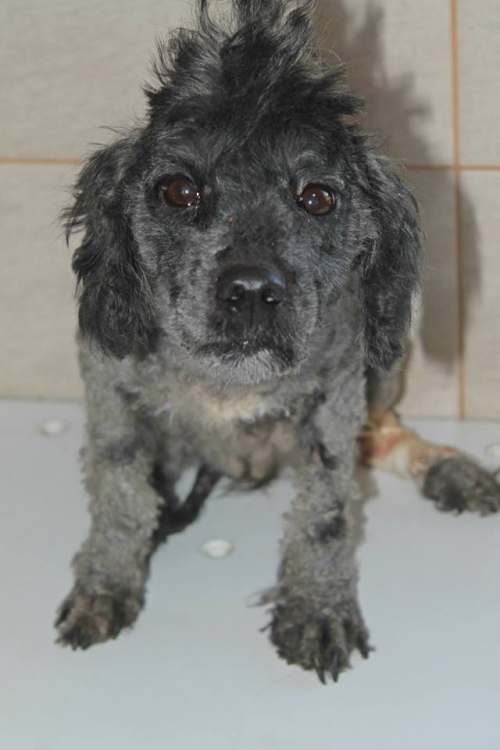 პუდელი უსახელო