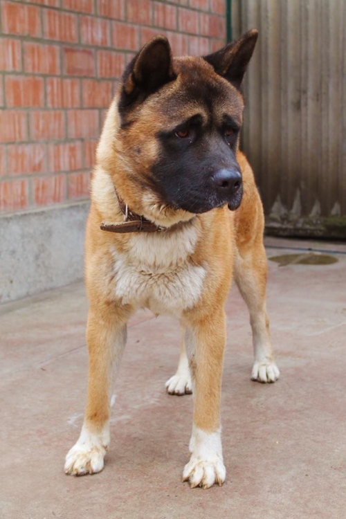 აკიტა რეი