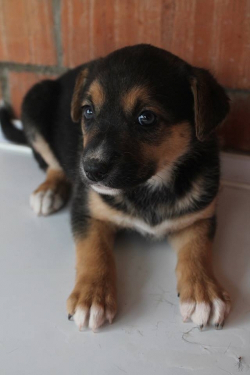 მეტისი უსახელო