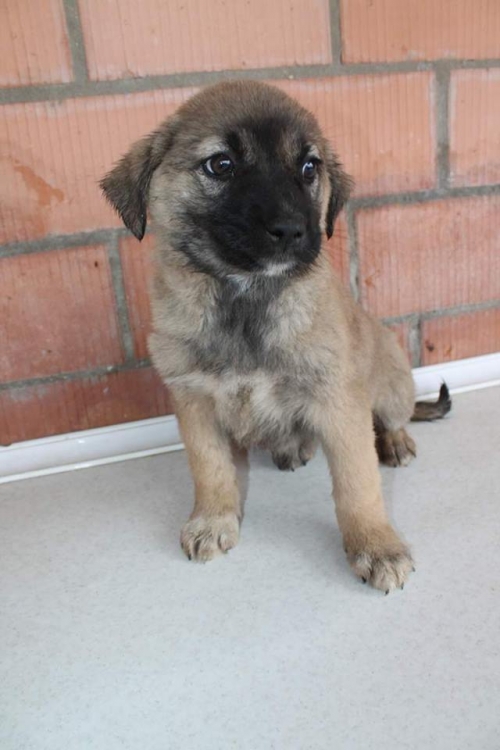 ქართული ქოფაკი უსახელო