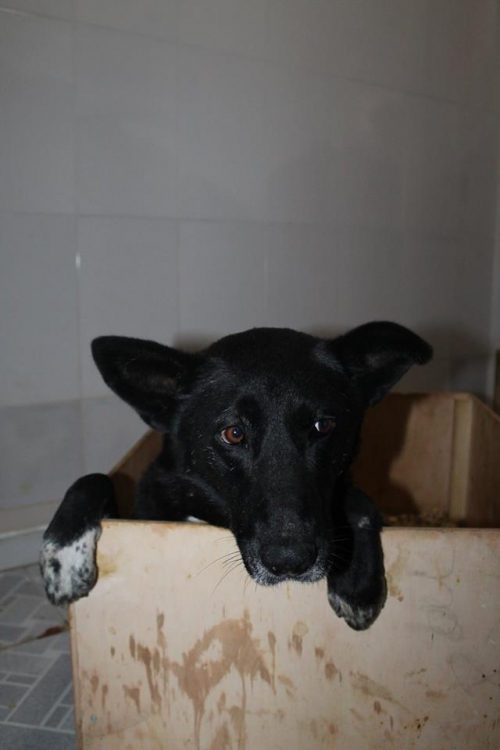 მეტისი უსახელო