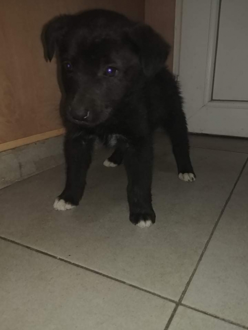 მეტისი ბუბუ