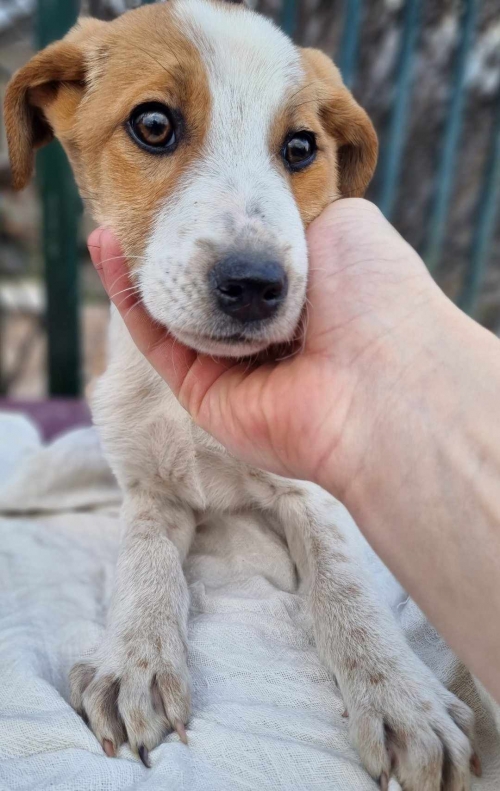 მეტისი სოფელი ხაშმი