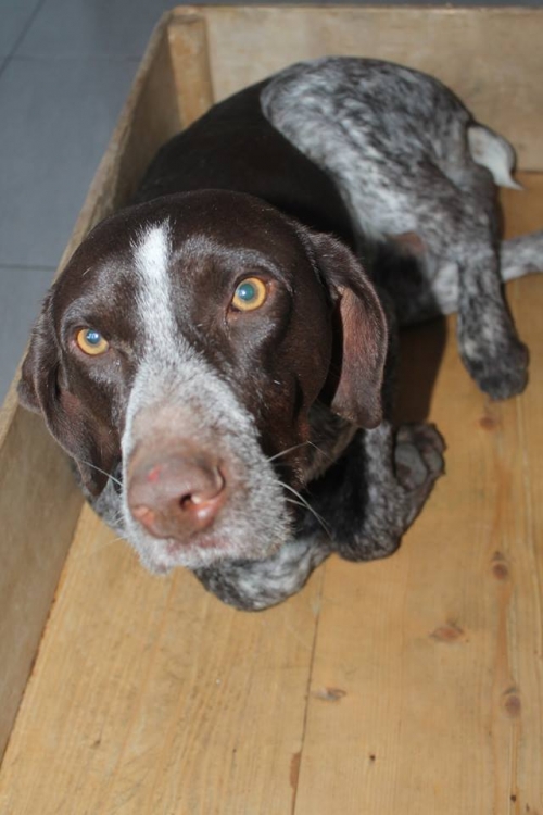 კურცხაარი ჩივა