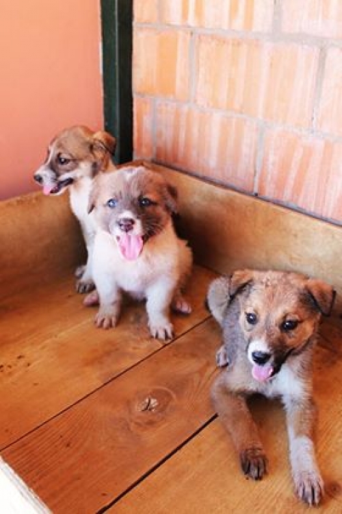 მეტისის ლეკვები უსახელო