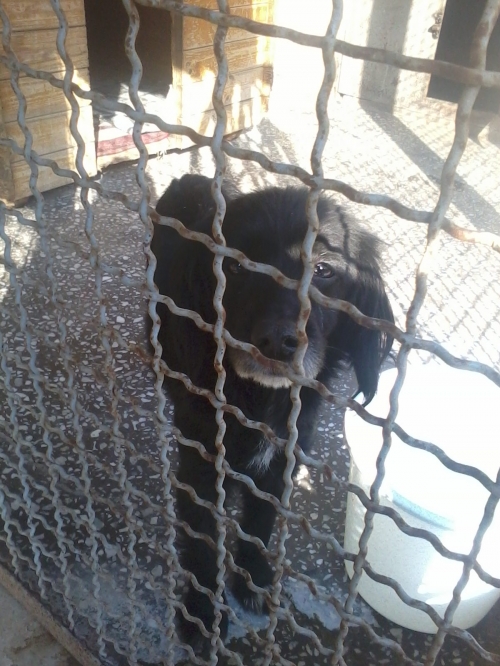 კოკერსპანიელი ჩორნა