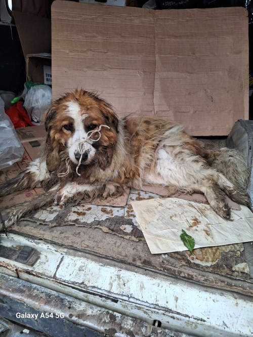 ქართული ქოფაკი მოსკოვის გამზირი