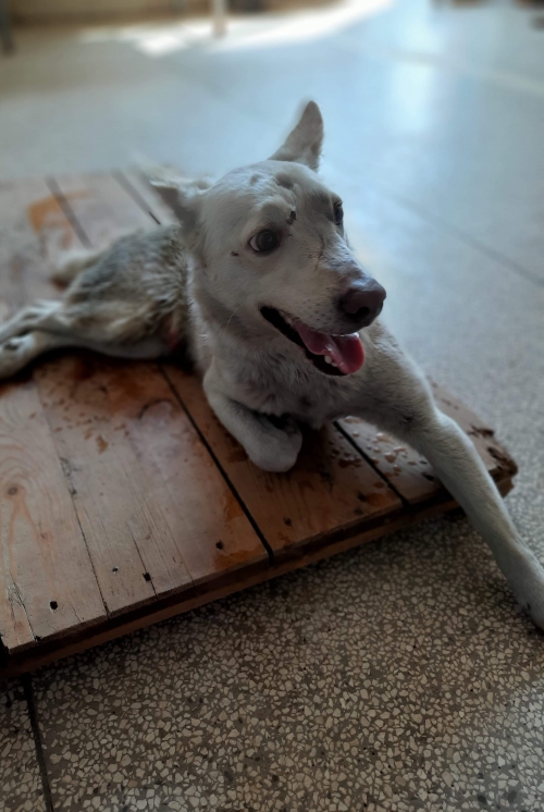 მეტისი ჭიათურა