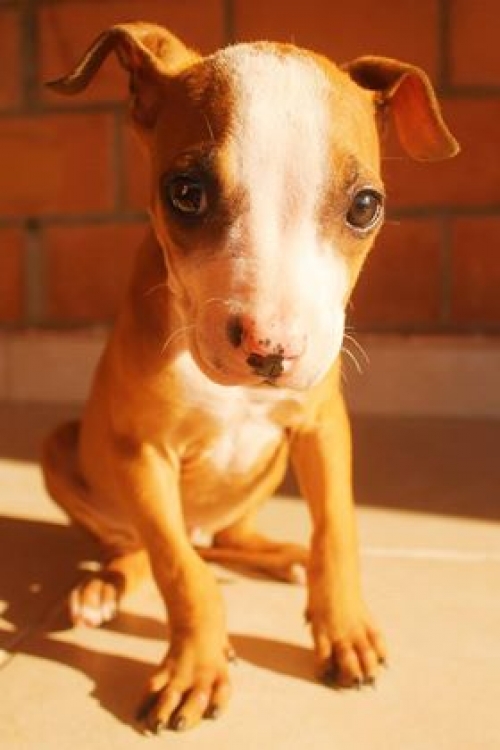 პიტი უსახელო