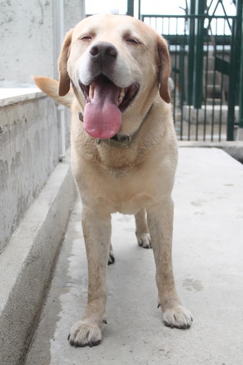 ლაბრადორი უსახელო