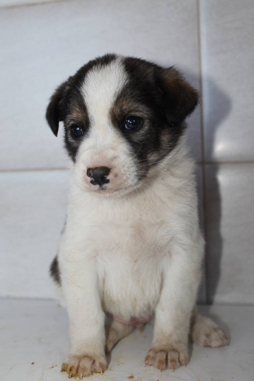 მეტისი უსახელო