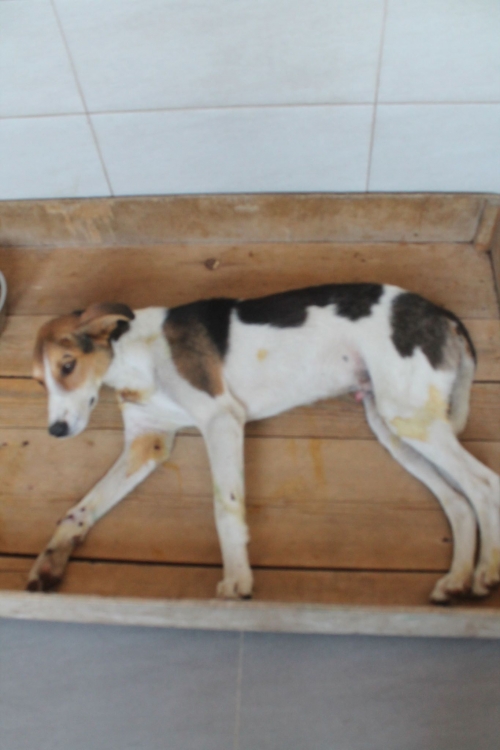 მეტისი უსახელო