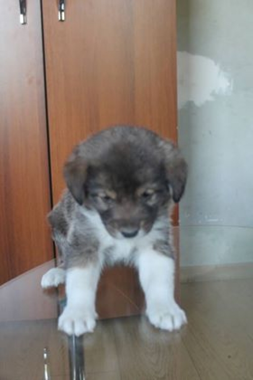 მეტისი უსახელო