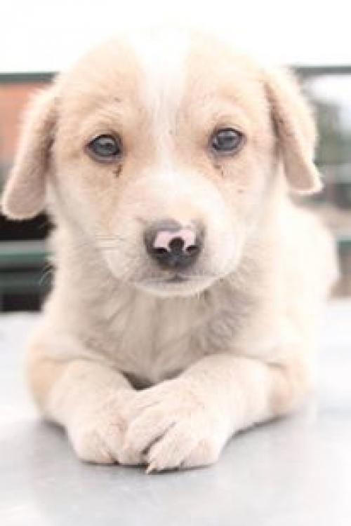 მეტისი უსახელო