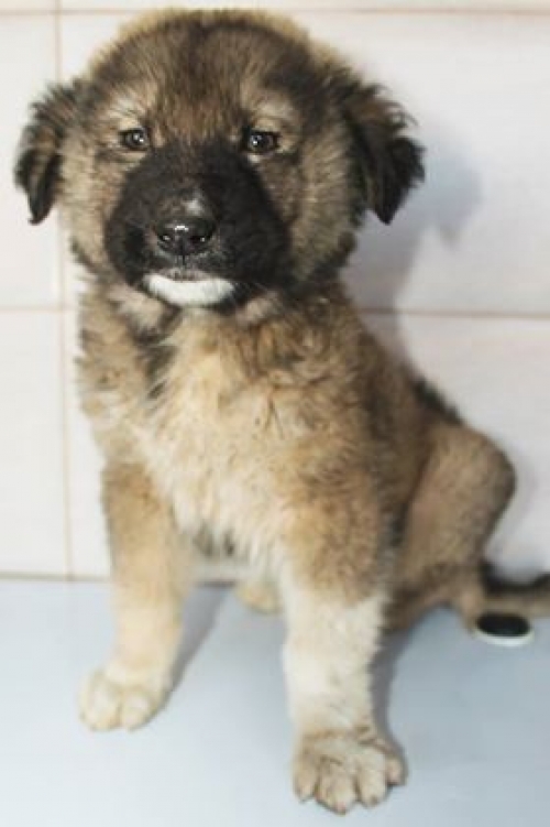 ქართული ქოფაკი უსახელო