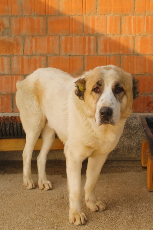 ქართული ქოფაკი უსახელო