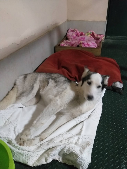 ლაიკა უსახელო