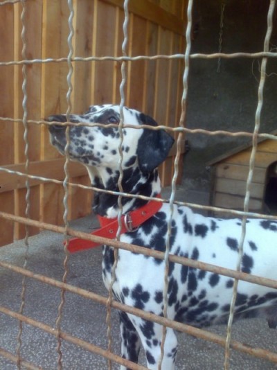 * გაჩუქებულები