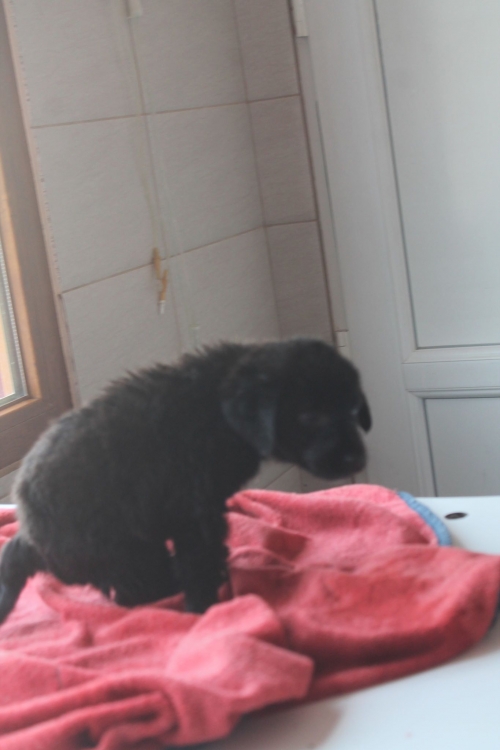 მეტისი უსახელო