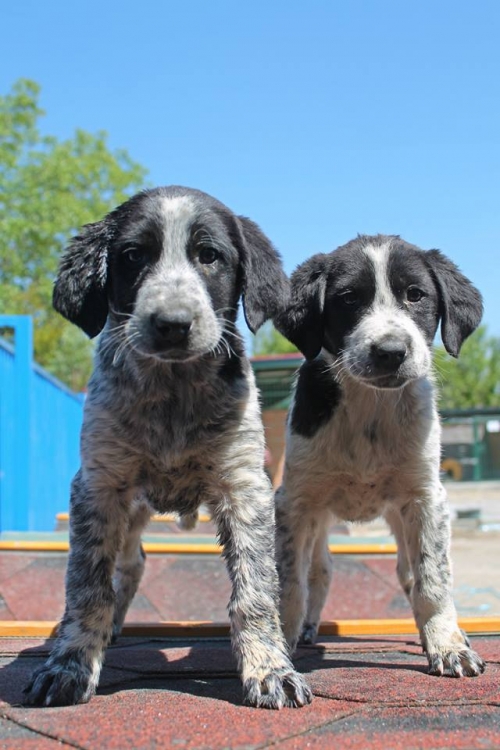 კურცხაალის მეტისი უსახელო
