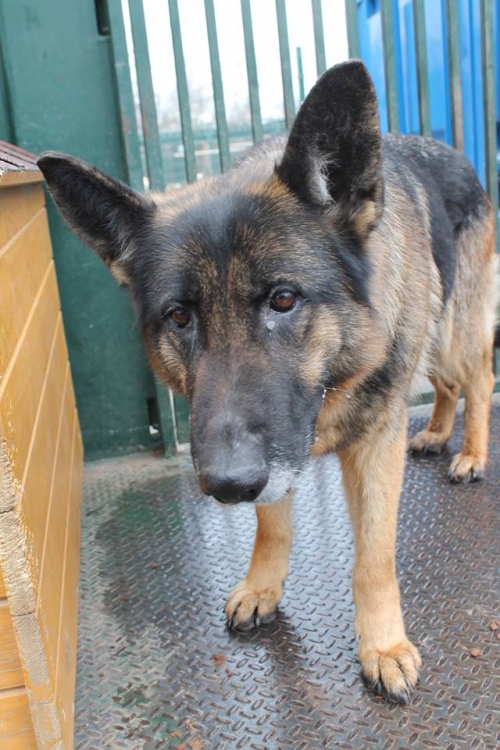 გერმანული ნაგაზი უსახელო