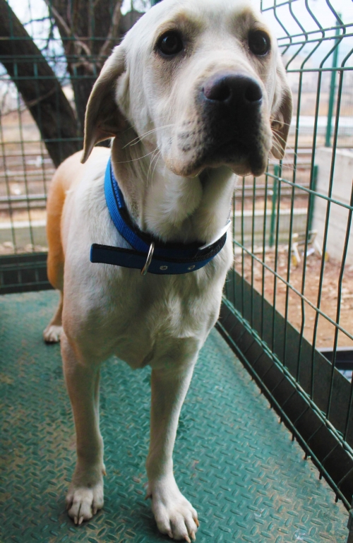 ლაბრადორი უსახელო