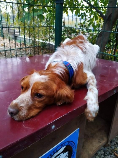 სეტერი ნაპოვნია დოლიძეზე