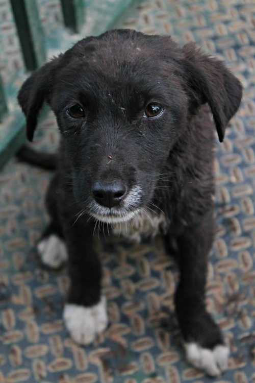 მეტისი უსახელო