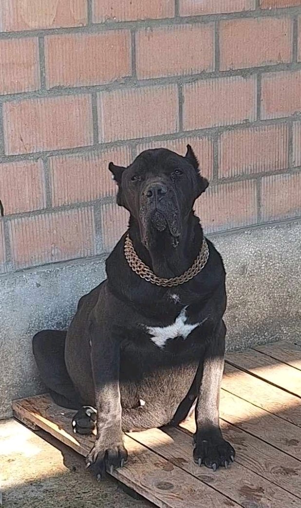 კანე კორსო დუშეთი