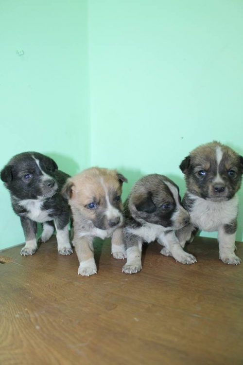 მეტისის ლეკვები უსახელო