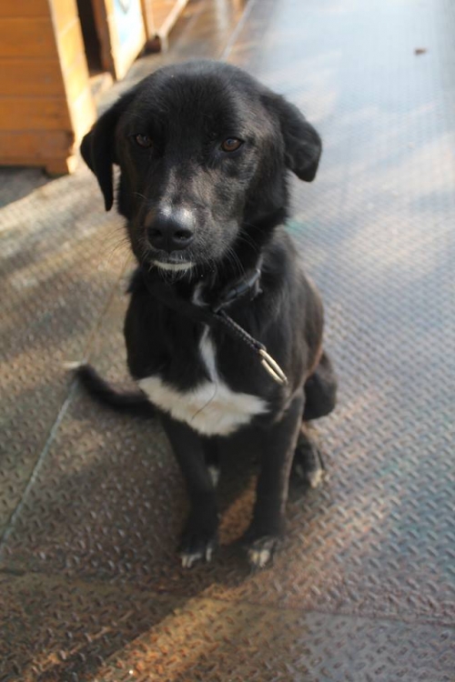 მეტისი სუნსულა