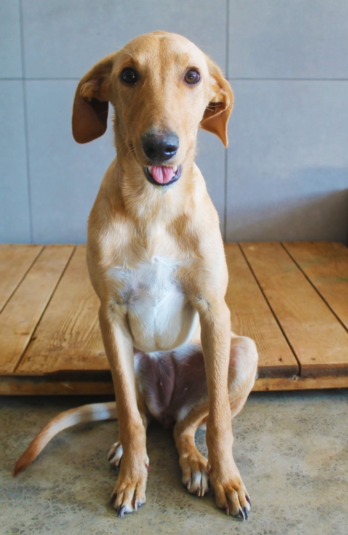 მეტისი უსახელო