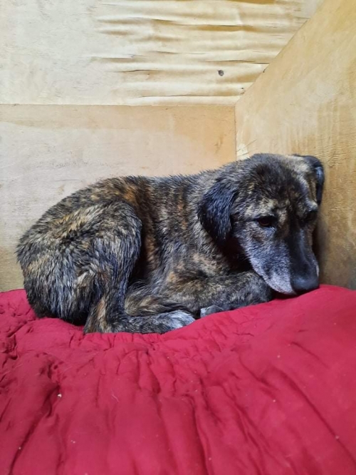 მეტისი ორთაჭალა გორგასლის ქუჩა მე 2 შესახვევი