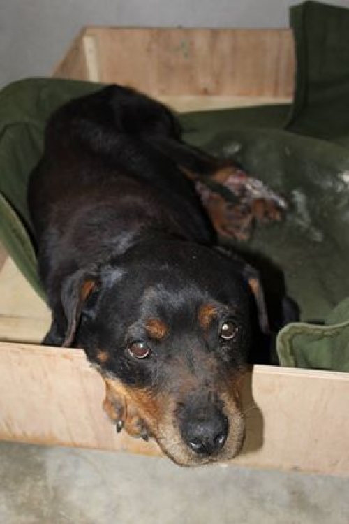 როტვეილერი უსახელო