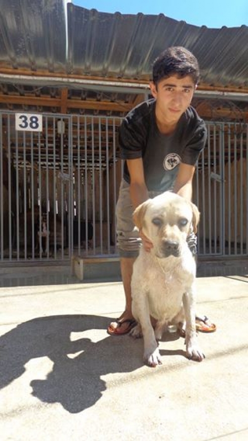 ლაბრადორი არჩი