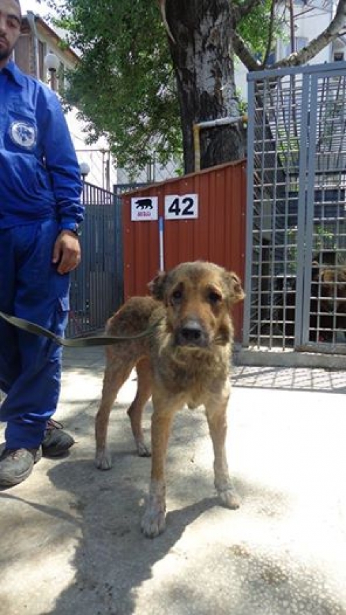 მეტისი უსახელო