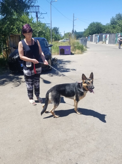 გერმანული ნაგაზი ლუსი