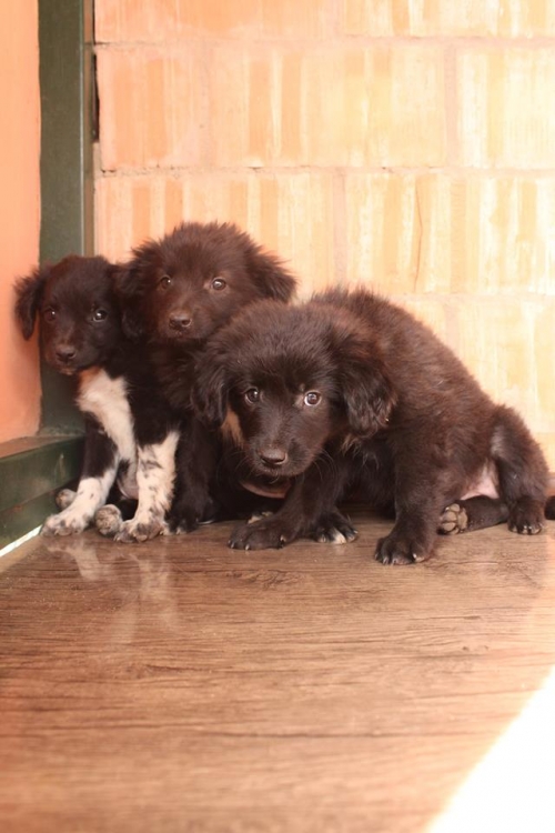 მეტისის ლეკვები უსახელო