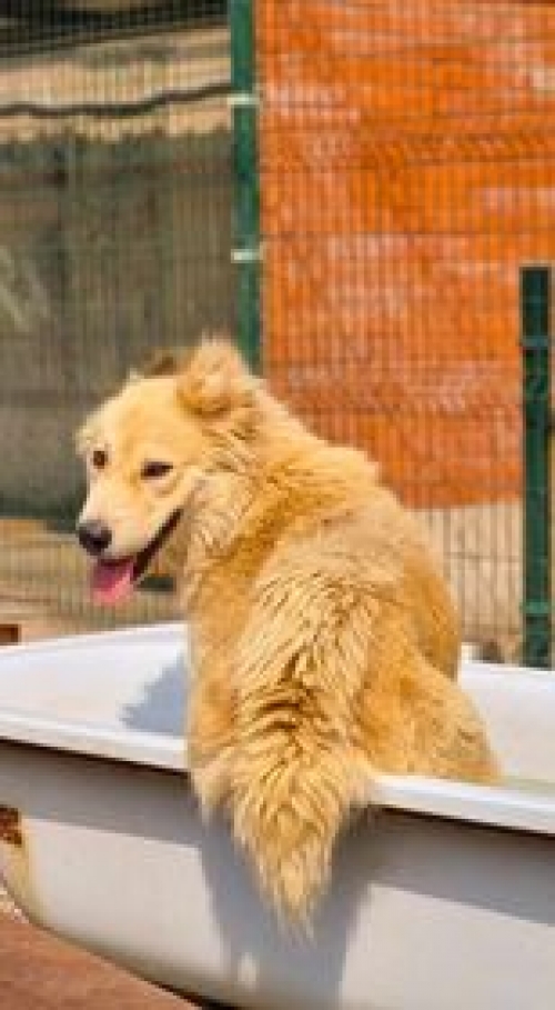 ქართული ნაგაზი გადმოყვანილია მუნიციპალური თავშესაფრიდან