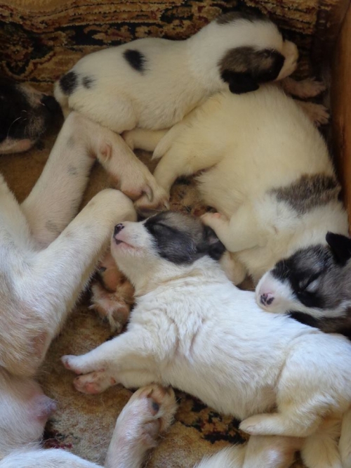 ქართული ქოფაკი უსახელო