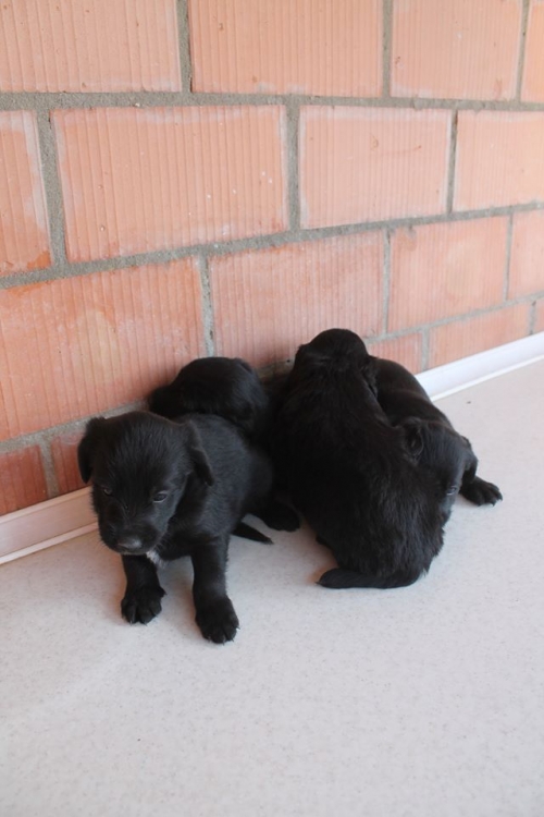 სპანიელის მეტისი უსახელო