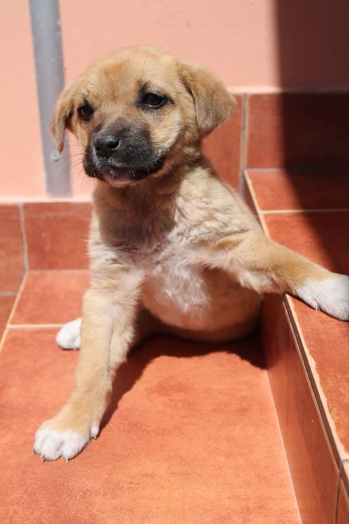 მეტისი უსახელო