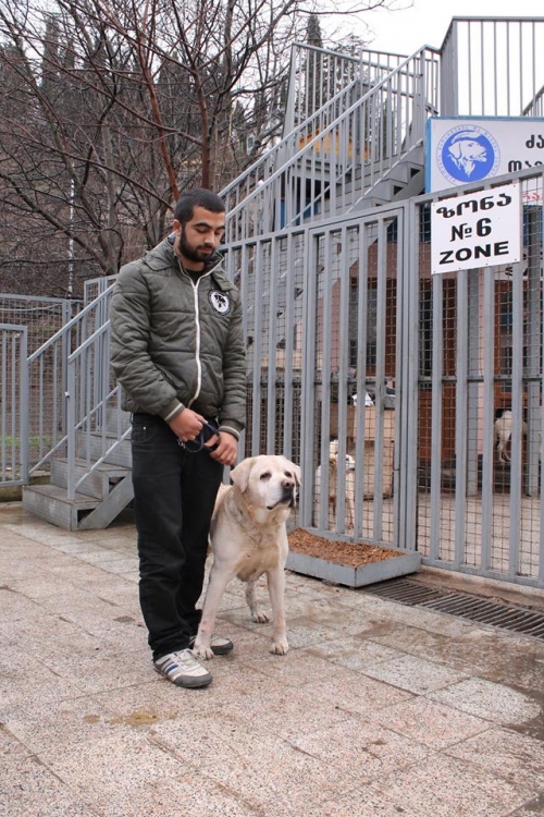 ლაბრადორი უსახელო